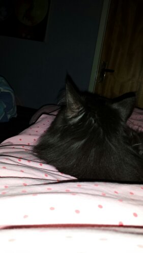 wp-1372706867823.jpg image