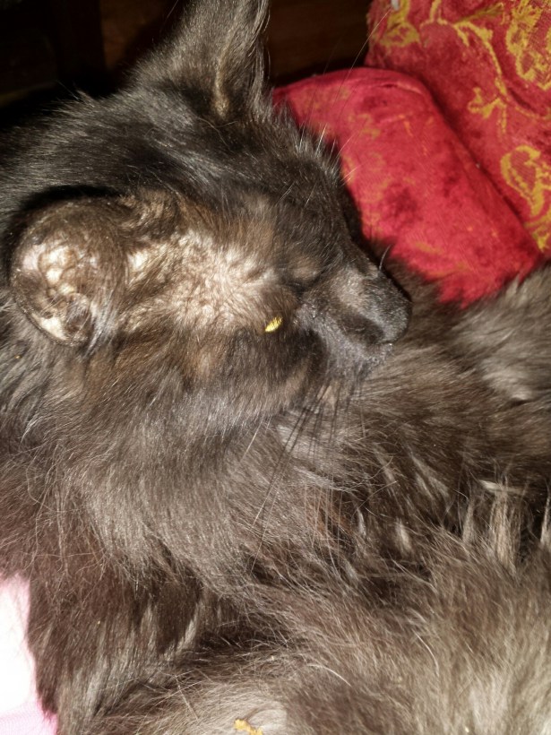 wp-1416543587241 image